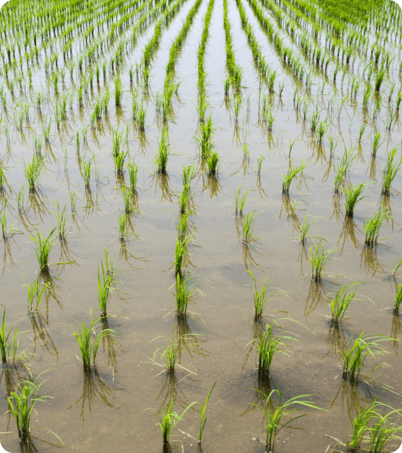 Pest & Flood Outbreak Response